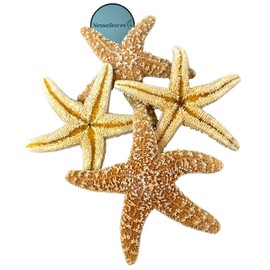 NESSASTORES Sugar Starfish Sea Shell Wedding Real Craft 4" to 6" #JC-215 (1 pc)