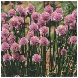 Organic Chives - 1/32oz. Bulk Vegetable Seed