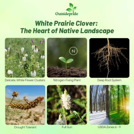 Outsidepride White Prairie Clover Seeds - 1/4 lb. Perennial Seeds for Planting, Easy to Grow, Drought & Heat Tolerant, High Protein Forage for Livestock, Ideal for Meadow Gardens, & Xeriscaping