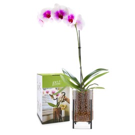 Pot & Pebble - C8 Glass Planter with Decorative Metal Base - Plant Propagation Station with Water Level Control - Plant Cutting Holder for LECA Clay Pebbles/Similar Media - Semi Hydroponic Planter