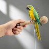 Bird Leash with 4 Different Size Foot Ring, Parrot Flying