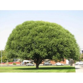 Willow 50 Globe Willow Tree Cuttings - Shade or Privacy Tree - Fast Growing