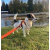 11ft Dog Training Lead Police Style Obedience Multi-Functional Dog Lead