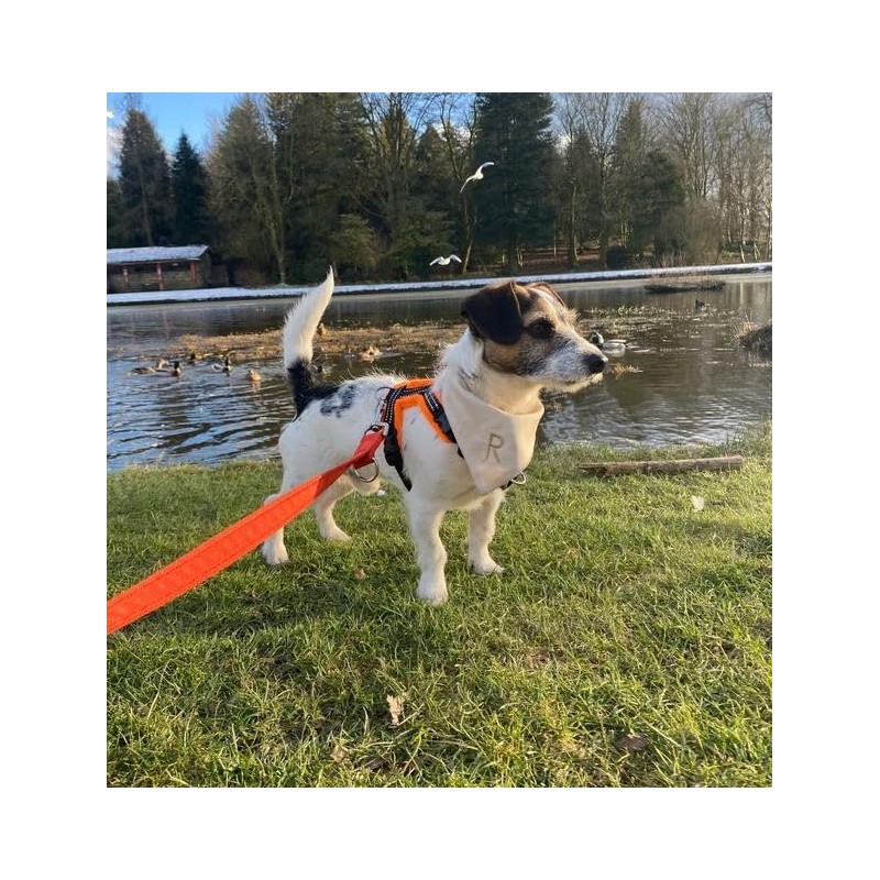 11ft Dog Training Lead Police Style Obedience Multi-Functional Dog Lead