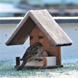 'Huis' Bird Feeder