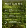 Fresh Thuidium Moss 8"x8" – Live Moss Sheet for Terrariums,