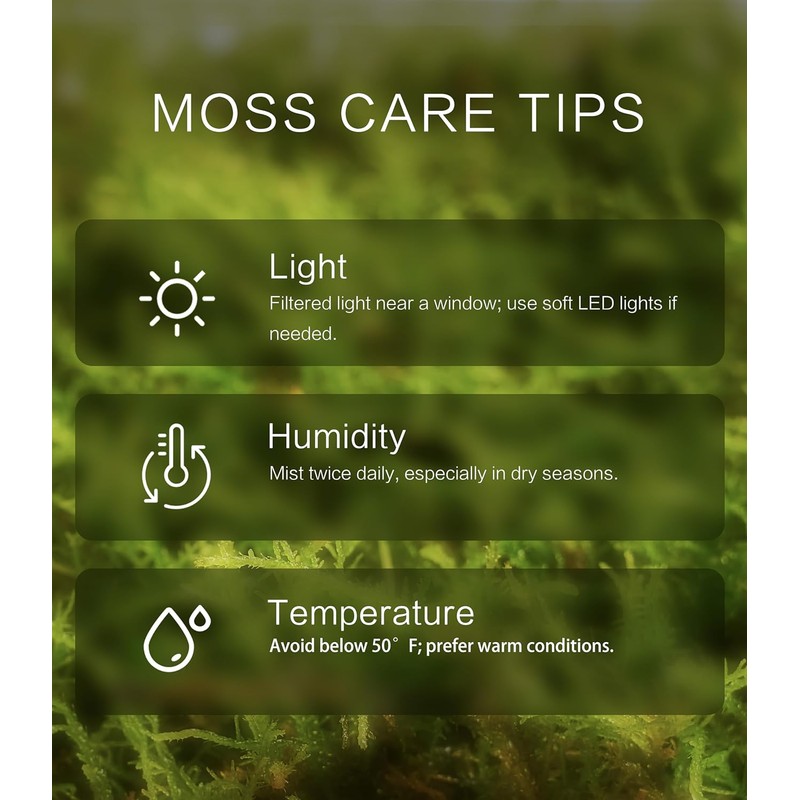 Fresh Thuidium Moss 8"x8" – Live Moss Sheet for Terrariums,