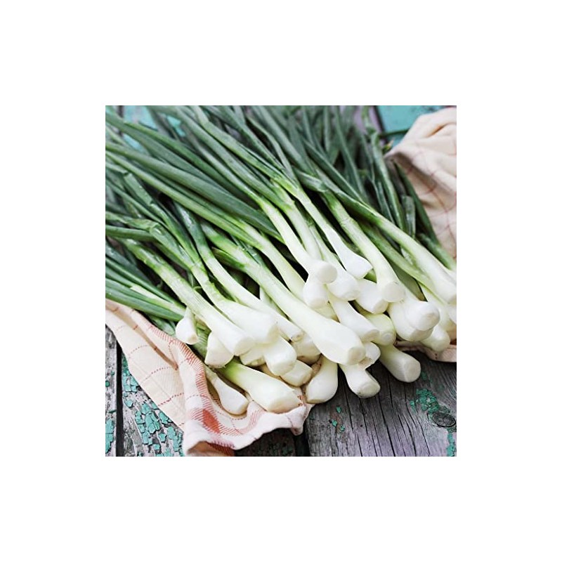 1,000 Nebuka Evergreen Bunching Onion Seeds for Planting Heirloom Non