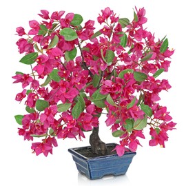 Briful Artificial Bougainvillea Tree in Blue Pot 18.5" Tall Faux Bougainvillea Floral Tree Tropical Silk Fake Flower Plant for Home Office Living Room Table Décor(Pink)