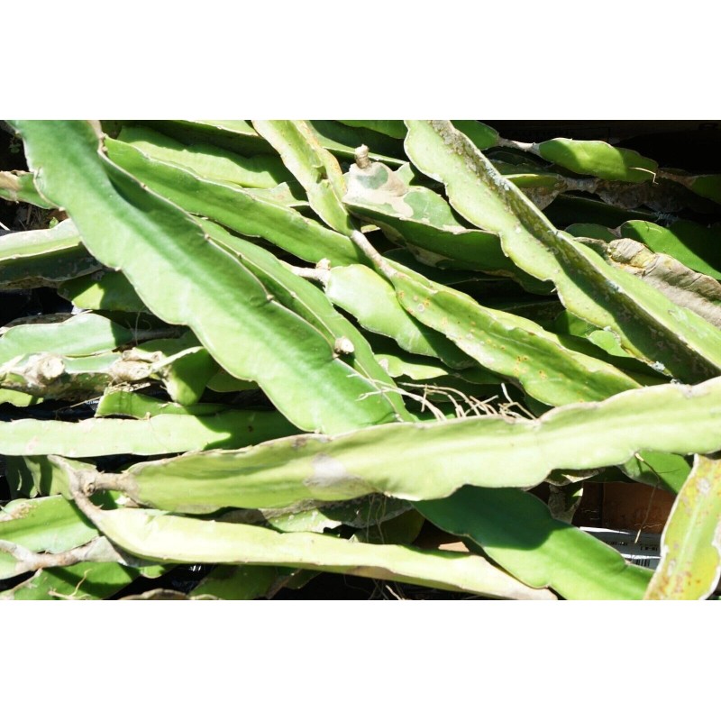 Cactus 2X Queen 12" CACTUS ORCHIDs NIGHT BLOOMING CEREUS