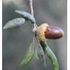 The Jonsteen Company Cork Oak | Medium Tree Seedling |