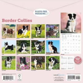 Carousel Calendars, Border Collies 2026 Wall Calendar, 12'' X 12'', 16-Month Calendar with Stapled Binding