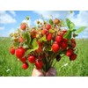 22Day Seeds: Seeds Alpine Strawberry 4 Seasons/Everbearing/All Year Round/Non GMO/Heirloom