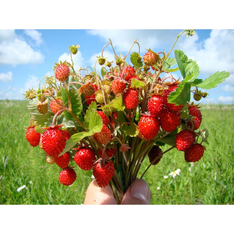 22Day Seeds: Seeds Alpine Strawberry 4 Seasons/Everbearing/All Year Round/Non GMO/Heirloom