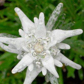 Edelweiss Seeds Leontopodium Alpinum Small, Iconic Alpine Flower Unique Appearance Low-Maintenance White Petals and Velvety Texture Add Enchantment to Any Garden 50Pcs by YEGAOL Garden