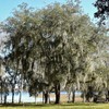 Southern Live Oak, Shade Tree, 5 gal. Nursery Pot
