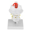 1:1 Human Cervical Vertebra Arteria Spine Spinal Nerves Anatomical Model