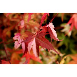 Orido Nishiki Japanese Maple 3 - Year Graft
