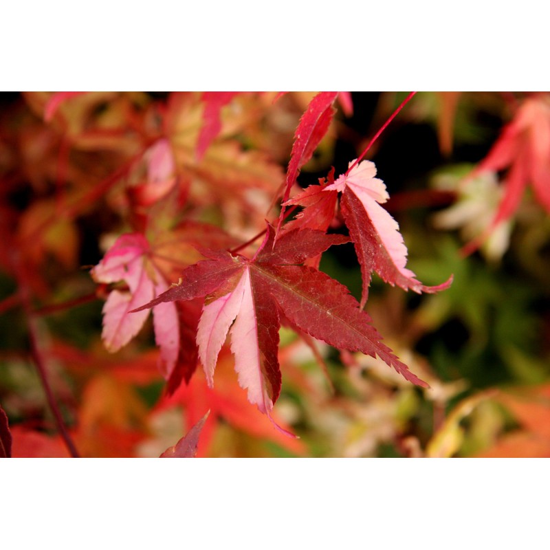 Orido Nishiki Japanese Maple 3 - Year Graft