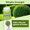 Boxwood Fertilizer, Complete Liquid Boxwood Shrub Plant Food, 8 oz