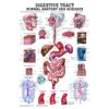 Anatomical Worldwide The Digestive Tract Normal and Diseased Laminated Anatomy