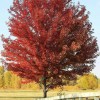 Tree Sun Valley Red Maple Tree - 8-14" Tall -
