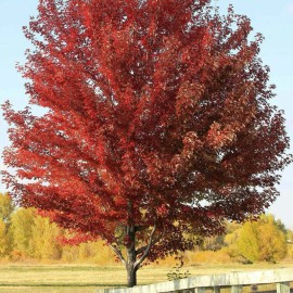 Tree Sun Valley Red Maple Tree - 8-14" Tall - 2.5" Pot - Live Plant - Ships Potted