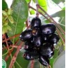 Unbranded Black Java Plum (syzygium cumini) fruit tree 6” -