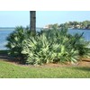 Wekiva Foliage Silver Saw Palmetto - Live Starter Plant in