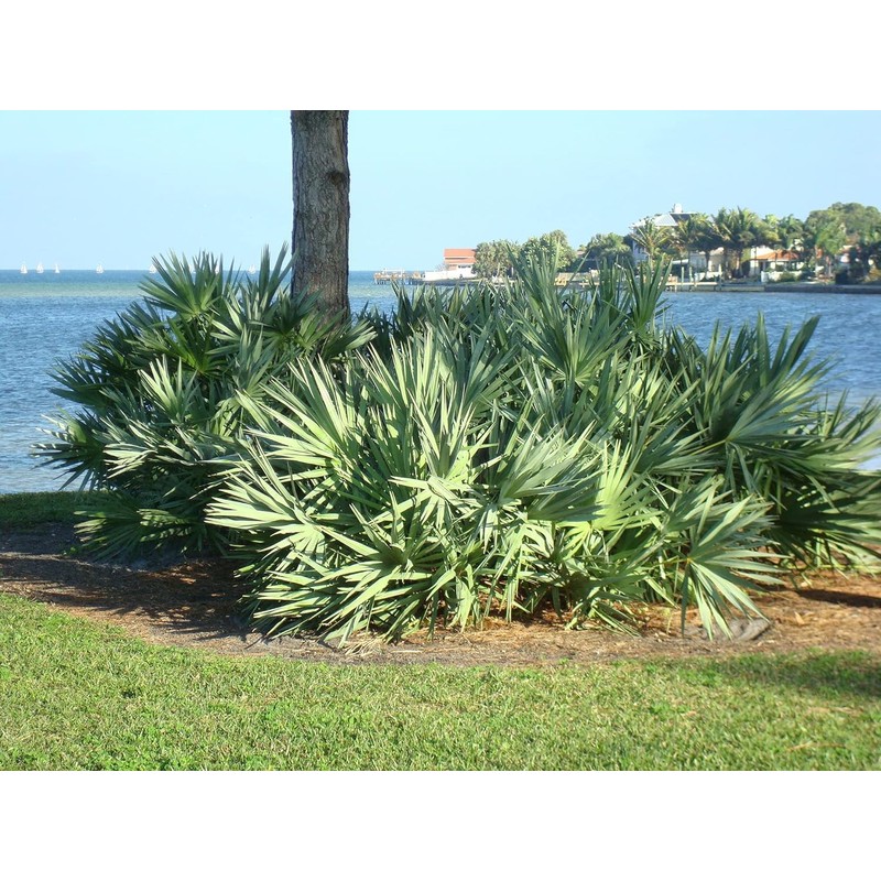 Wekiva Foliage Silver Saw Palmetto - Live Starter Plant in