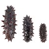 KICHOUSE 3pcs Lifelike Artificial Sea Cucumber Models Display Props Fun