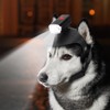 Dog Head Lights for Small and Medium Sized Dogs, 3