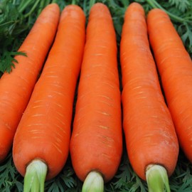 Giant Carrot Seeds Red Vegetable for Planting Giant Non GMO 2000 Seeds