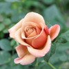 Heirloom Roses Koko Loko Rose Plant - Brown/Multi Colored Rose