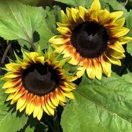 Park Seed Variety of Sunflower Plant Seeds, Easy to Grow, Perfect for Spring Garden, ProCut Red/Lemon Bi-Colour, Pack of 50