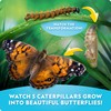 National Geographic Ultimate Butterfly Growing Kit Butterfly Life Cycle Journal