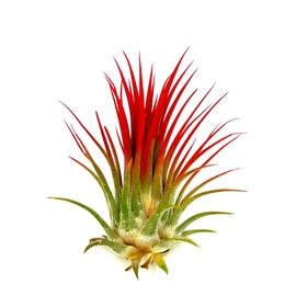 ragnaroc Air Plants - Tillandsia Ionantha, Regular 2-3" - 1ct - Organically Enhanced Color - Live Arrival Guaranteed - House Plants for Home Decor & Gift, Jule Red