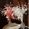 Dried River Oats, Dried Chasmanthium latifolium, Northern Sea Oats，for Wedding,