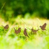 BOFUNX Pack of 5 Rust Bird Garden Decoration Garden Stake