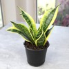 Altman Plants, Live Snake Plant, Sansevieria trifasciata Superba, Fully Rooted