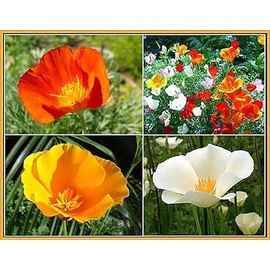 California Native Mixed Wildflowers - 13 Varieties of California Natives .5 Oz.