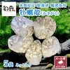 Waka Sterilized Clean Oyster Shells 5 Bags Aquarium Filter Material