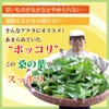 Ocha Village Blue Soup, Jinsen, Koumatcha Tea, Gold, 30 Packs