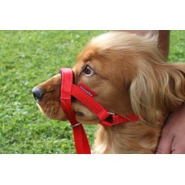 Headcollar Dog Halter/Training Head Collar Training Tool Dog, Head Harness to Stop Pulling on the Lead, Easy to Use, Padded Nose Band, Adjustable (1, Red)