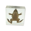 REAL BUG T411 Frog Specimen Block