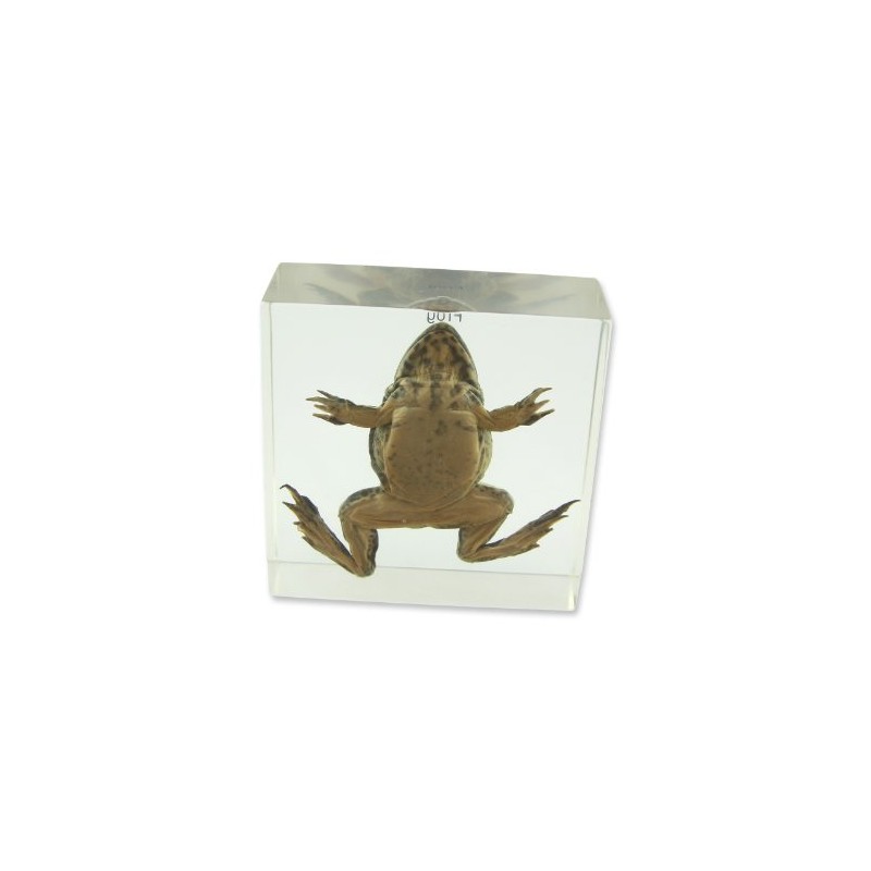 REAL BUG T411 Frog Specimen Block