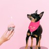 Tabanzhe Dog Birthday Bandana-Triangle Dog Scarf Birthday Girl Bandana for