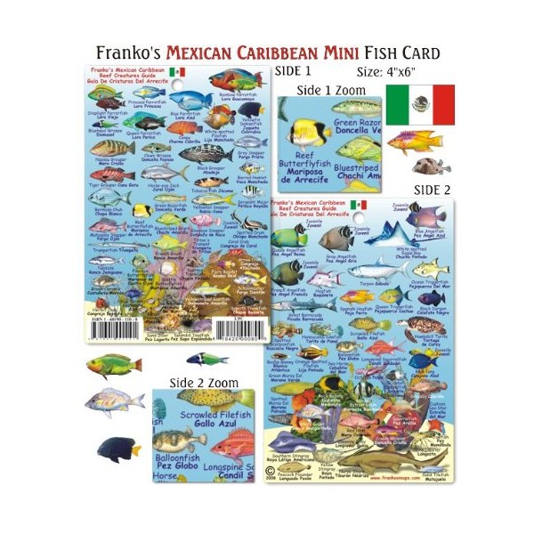 Franko Maps Mini Mexican Caribbean Reef Creatures Fish ID for
