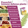 NuWonder Immunity Support Herbal Supplement made with Astragalus, Ginger, Jujube,