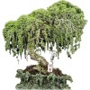 Tree Australian Willow Bonsai Trees Fresh Cutting - Extensive Thick Trunks